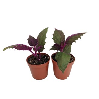Purple Velvet Plant Care: 7 Easy Growth Tips And Tricks Purple Velvet Plant Care: 7 Easy Growth Tips And Tricks