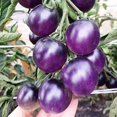 thumbnail image 2 of GSDWIUEW Seeds Indigo Rose Tomato Blue Vegetable for Planting Heirloom, 2 of 8
