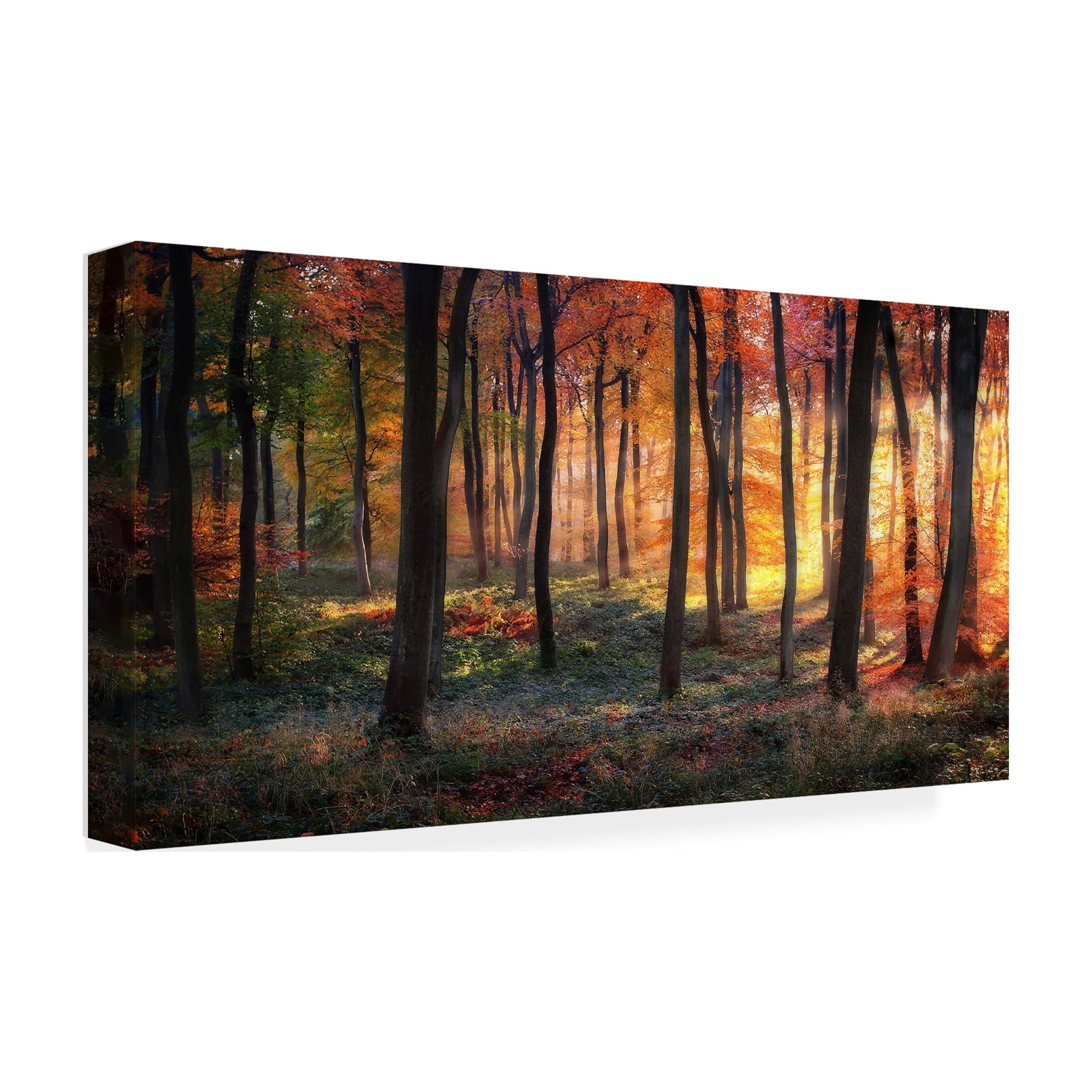 Photokes 'Autumn Woodland Sunrise' Canvas Art