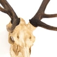 thumbnail image 2 of Zentique SHI017 Deer Skull Wall Decor- 32.5 x 45.5 x 18.3 in., 2 of 3