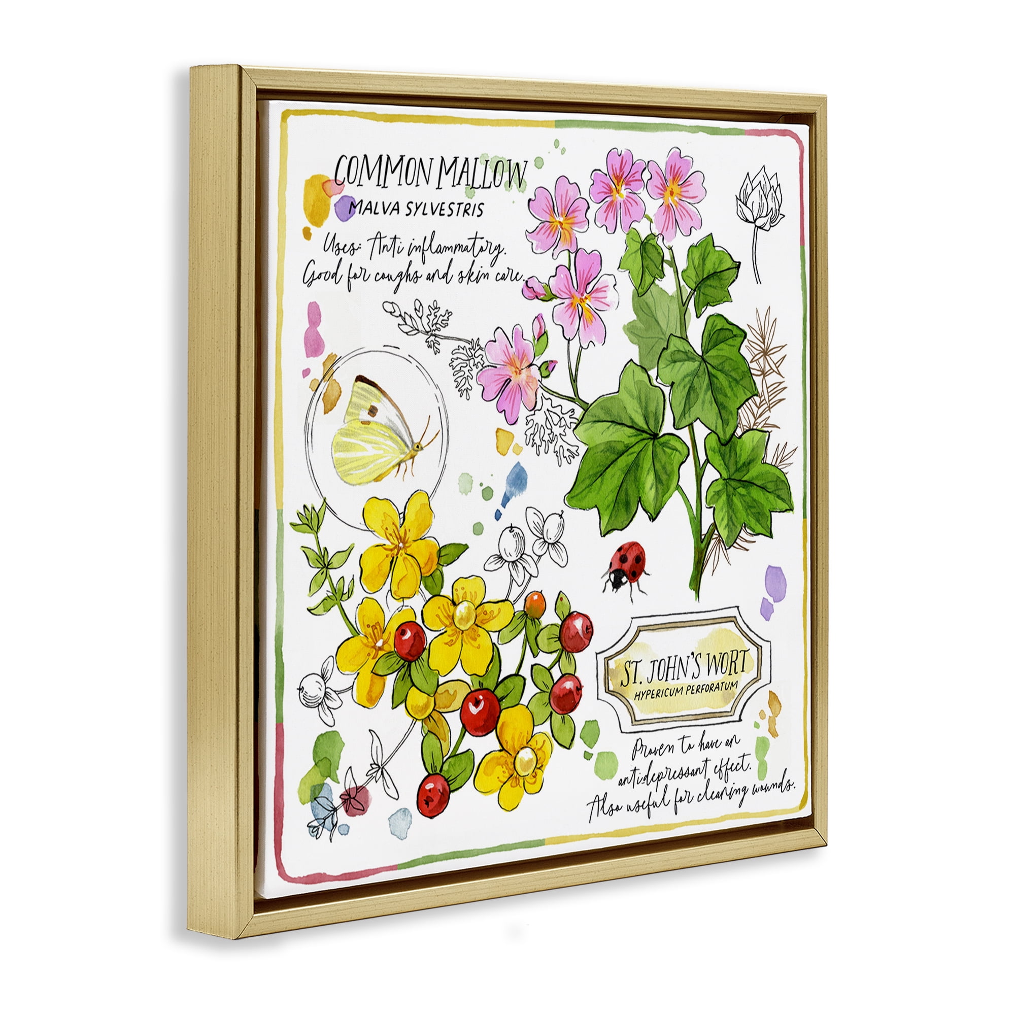 Stupell Industries Wild Herbs Benefits Plants & Flowers Painting Gold Floater Framed Canvas Art Print Wall Art, 25 x 25