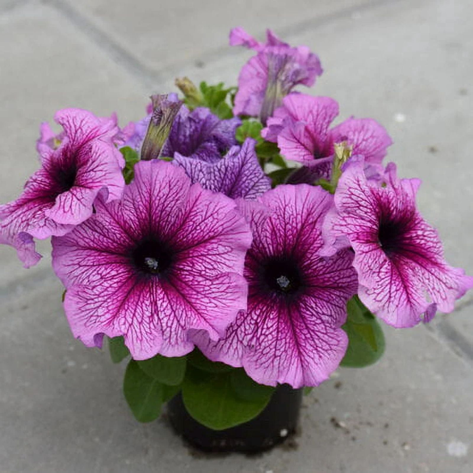 Expert Gardener 1.5 Gallon Perennial Petunia Limbo Orchid Veined Pet-Friendly Purple, Spring Live Plants Outdoor, Full Sun
