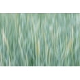 thumbnail image 2 of Jaynes Gallery 18x13 Gold Ornate Wood Framed with Double Matting Museum Art Print Titled - Alaska-Tongass National Forest Abstract of meadow grass, 2 of 4