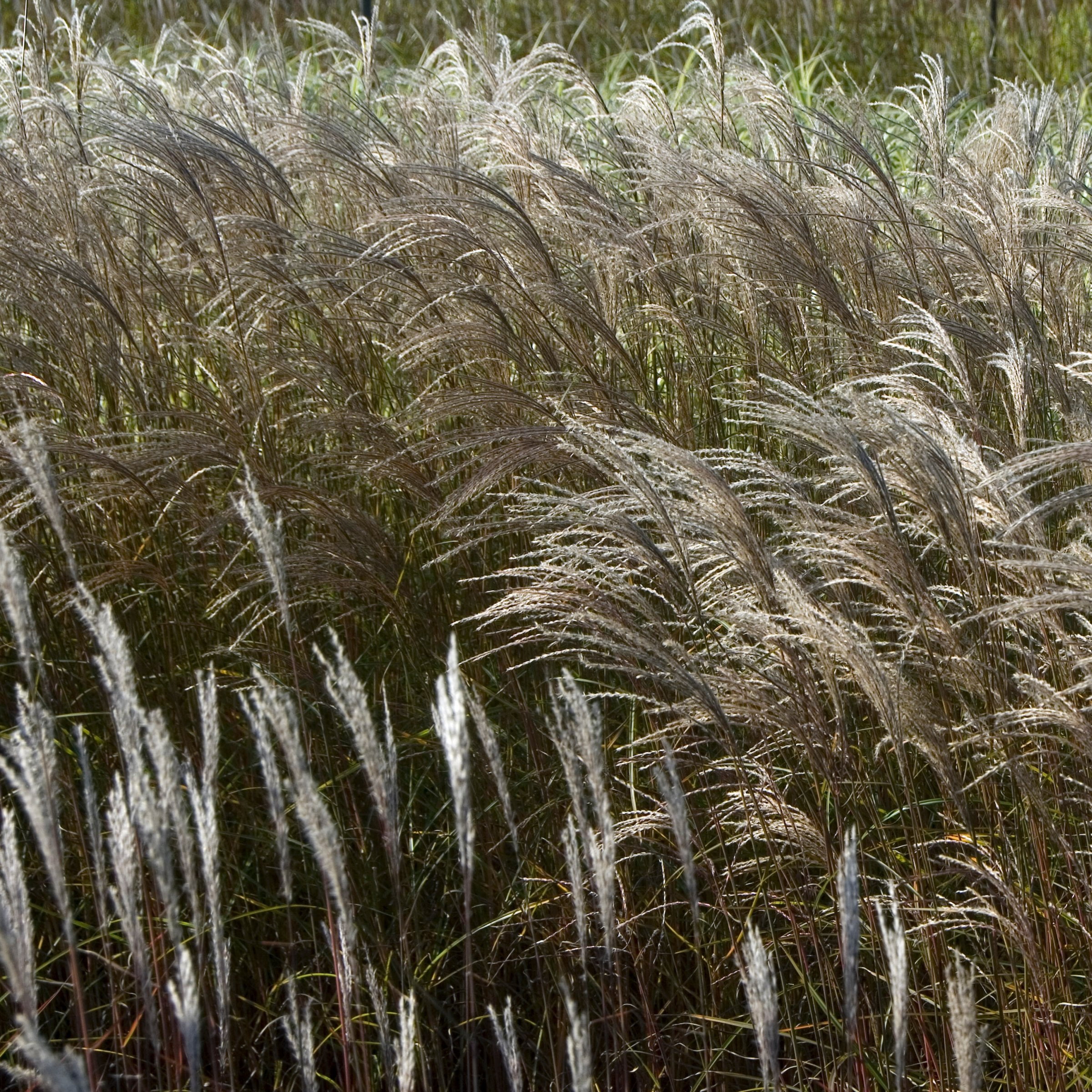 3 gal. Adagio Grass Plant