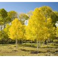 thumbnail image 2 of Expert Gardener 3.25G Aspen Quaking Live Trees Full Sun Yellow 4ft, 2 of 5