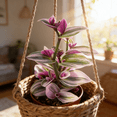 thumbnail image 5 of Tradescantia Nanouk, 1 Pack Rare Live Succulent Plant Fully Rooted in 4" Pot, Real House Plant for Indoor Outdoor Home Office Wedding Decoration Party Favor, 5 of 6