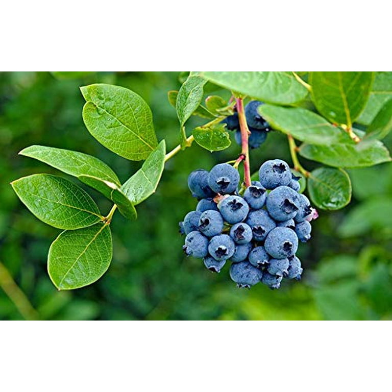 Southern Blueberry 50 Seeds - Blueberries Organic Seeds for Planting, Blueberries Fresh Fruit Seeds, Non GMO Berry Seeds, Dwarf Blueberry Bush Seeds