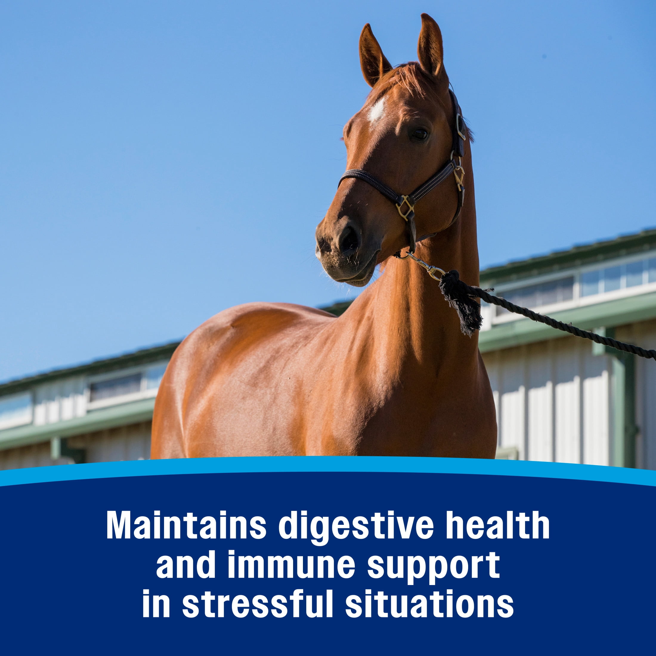 (4 pack) Farnam Probiotic Paste for Horses 30 grams