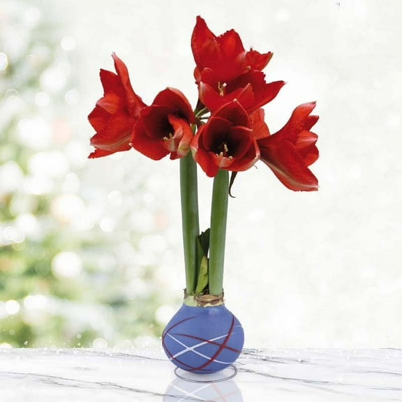 Fireworks Waxed Amaryllis Flower Bulb with Stand, No Water Needed, Real Live Flowers - Just Needs Sunlight