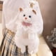 thumbnail image 5 of Kawaii Ragdoll Backpack Toy Cute Kitty Double Shoulder Bag • Soft Plush Stuffed Rucksack • Adjustable Straps • Fashion Accessory Gift • 1 Doll Backpack, 5 of 7