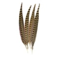 thumbnail image 1 of Touch of Nature Ringneck Pheasant Feathers 4/Pcs, Natural, 1 of 2