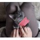 thumbnail image 5 of Juguete de peluche para gatos de 5 piezas y 10 palitos de hierba gatera, juguete masticable de hierba gatera para limpiar los dientes del gato, juguete masticable (color), 5 of 5