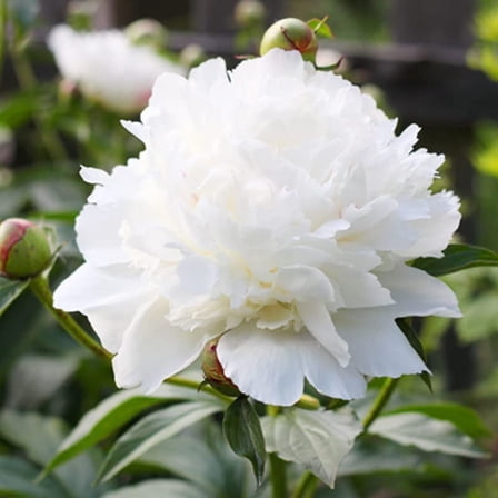Shirley Temple Peony Flower Bulbs - Deer Resistant - Good as Cut Flowers - Perennializing - Pleasantly Scented