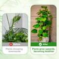 thumbnail image 4 of Uxcell Plant Support Stakes Set, 6 Pcs Twig Plant Stem Support Structures 43.3" Plants Branches Supports with Extension Poles, Orchid Clips, Plants Tie for House Potted Monstera, Green, 4 of 6