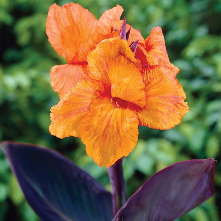 Expert Gardener Canna Wyoming Dormant Bulbs (Set of 3) - Full Sun