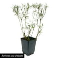thumbnail image 3 of Zesty Zinger Coreopsis Tickseed Dormant Bare Root Perennial Starter Plant - 1 starter plant per offer, 3 of 3