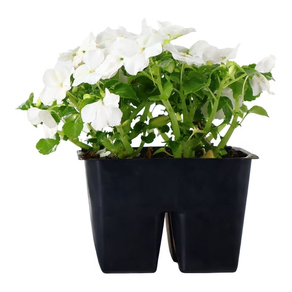 Expert Gardener 6" White Impatiens Live Plants in 3" Grower Pot Partial Sun 4 Pack