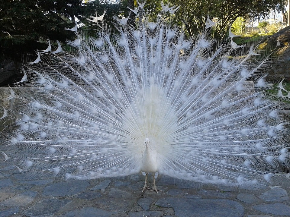 Beautiful Ave White Peacock Feathers Courtship Inch By 30 Inch Laminated Poster With Bright Colors And Vivid Imagery Fits Perfectly In Many Attractive Frames Walmart Com Walmart Com Beautiful Ave White Peacock Feathers Courtship Inch By 30 Inch Laminated Poster With Bright Colors And Vivid Imagery Fits Perfectly In Many Attractive Frames Walmart Com Walmart Com