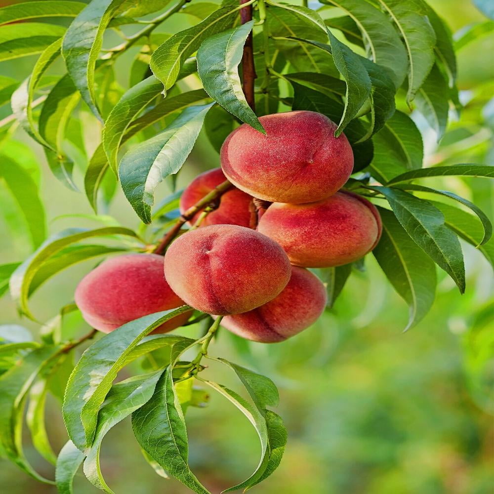 Expert Gardener July Prince Peach Live Tree, 1-2 ft tall, 1 Gallon Pot