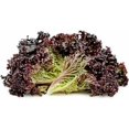 thumbnail image 5 of GSDWIUEW 2000+ Lolla Rossa Lettuce Seeds- All Heirloom Seeds- These Crisp, Tender Leaves Have a Delicate, Slightly Sweet Flavour and Beautiful Ruffled, deep Burgundy Colouring., 5 of 5