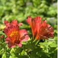thumbnail image 2 of Alstroemeria - Colorita Amina 2 Pack (Potted Plant) Pink, 2 of 4