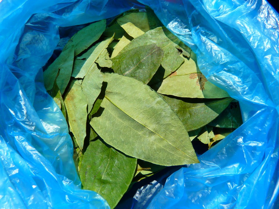 Stimulant Coca Leaves Coca Crop Erythroxylum Coca20 Inch By 30 Inch