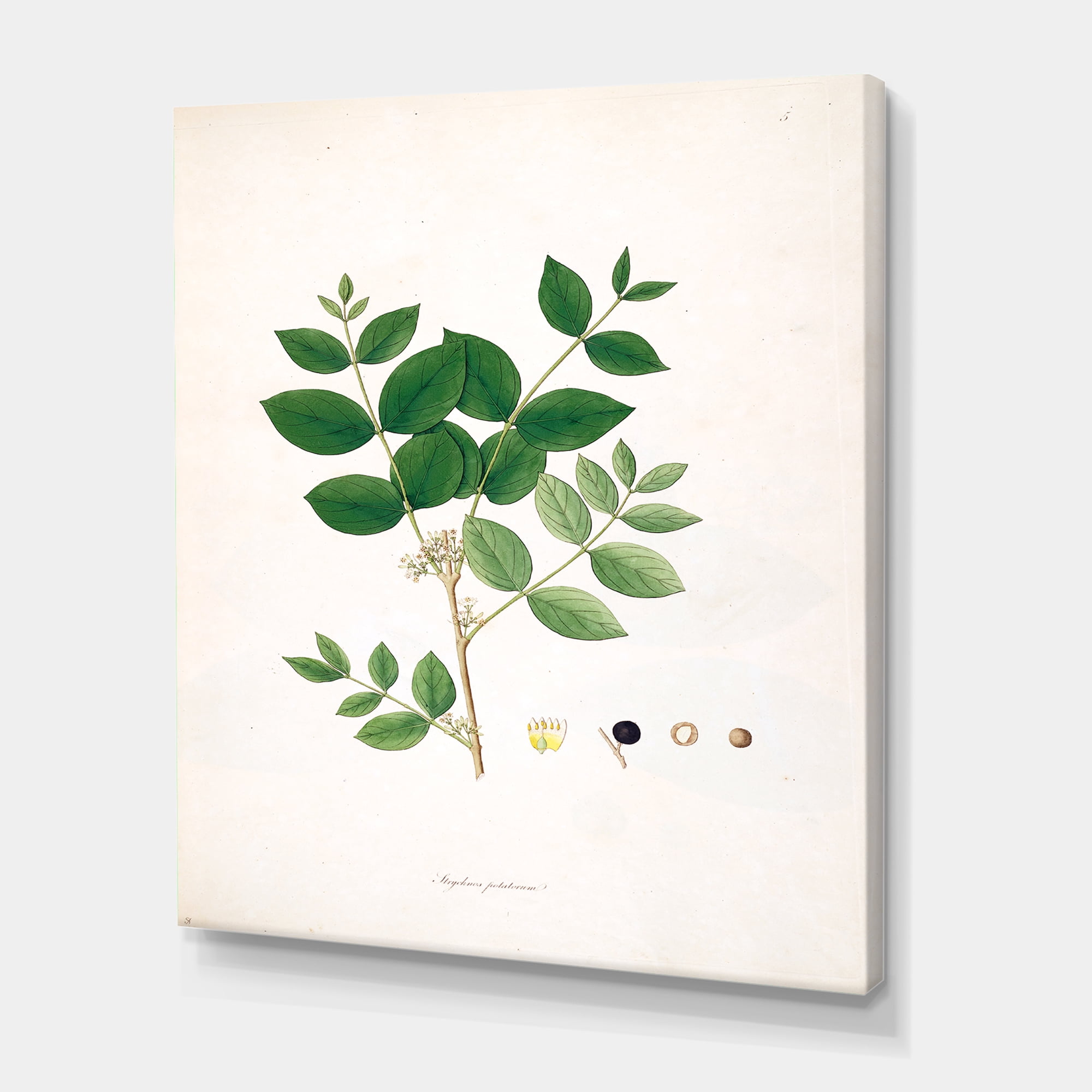 Designart ' Ancient Botanicals VI ' Farmhouse Canvas Wall Art Print