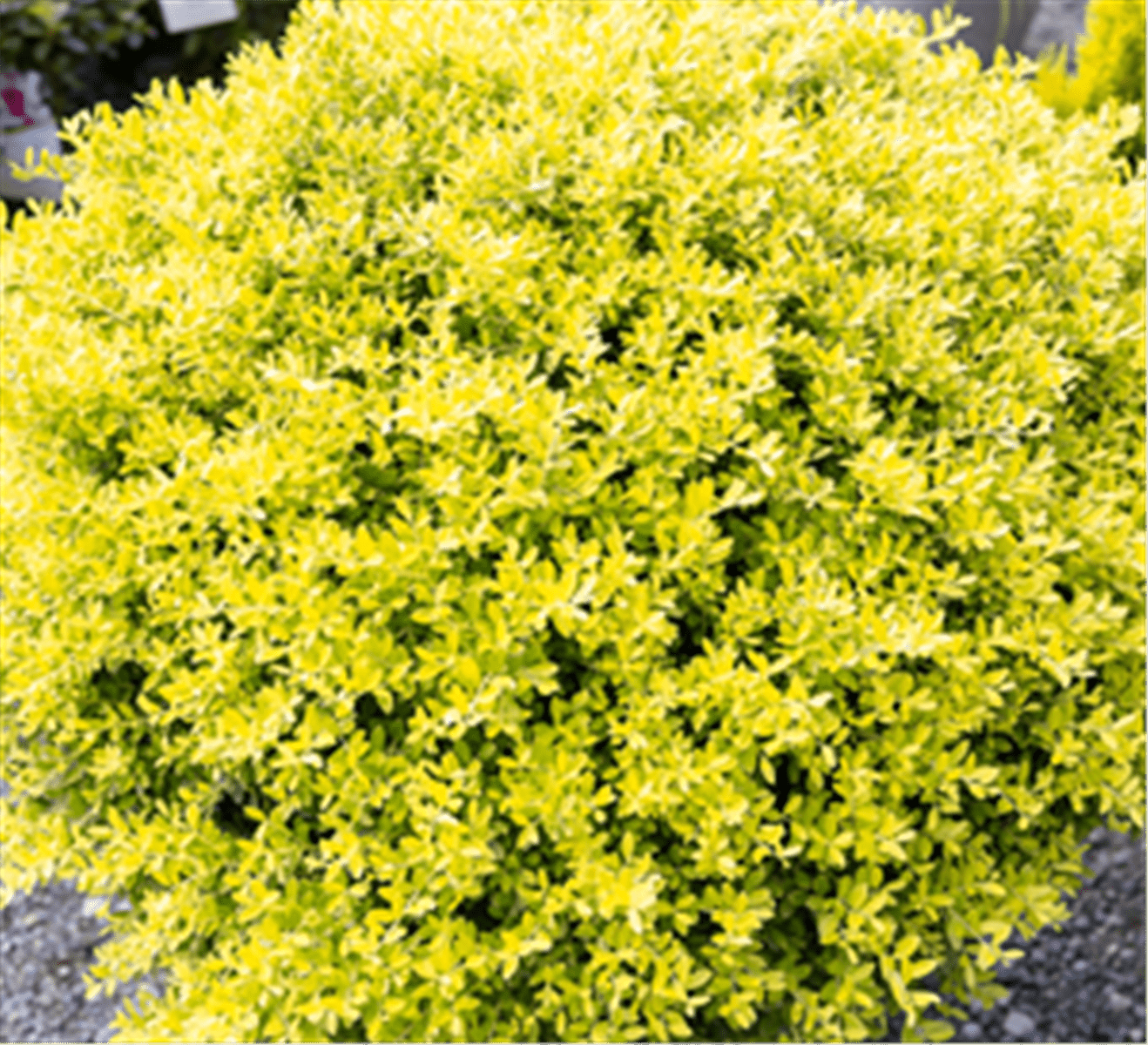 Southern Living Touch Of Gold Holly Live Shrub in 1.5-Gallon Grower Pot