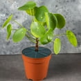 thumbnail image 5 of Plant Pot Soil Cover Protector-Repel Cats From Plants-Protect Indoor Plants, 5 of 5