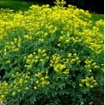 thumbnail image 3 of CZ Grain 50 Common Rue Plant Seeds, GMO Free, Open Pollinated, Made in USA, 3 of 4