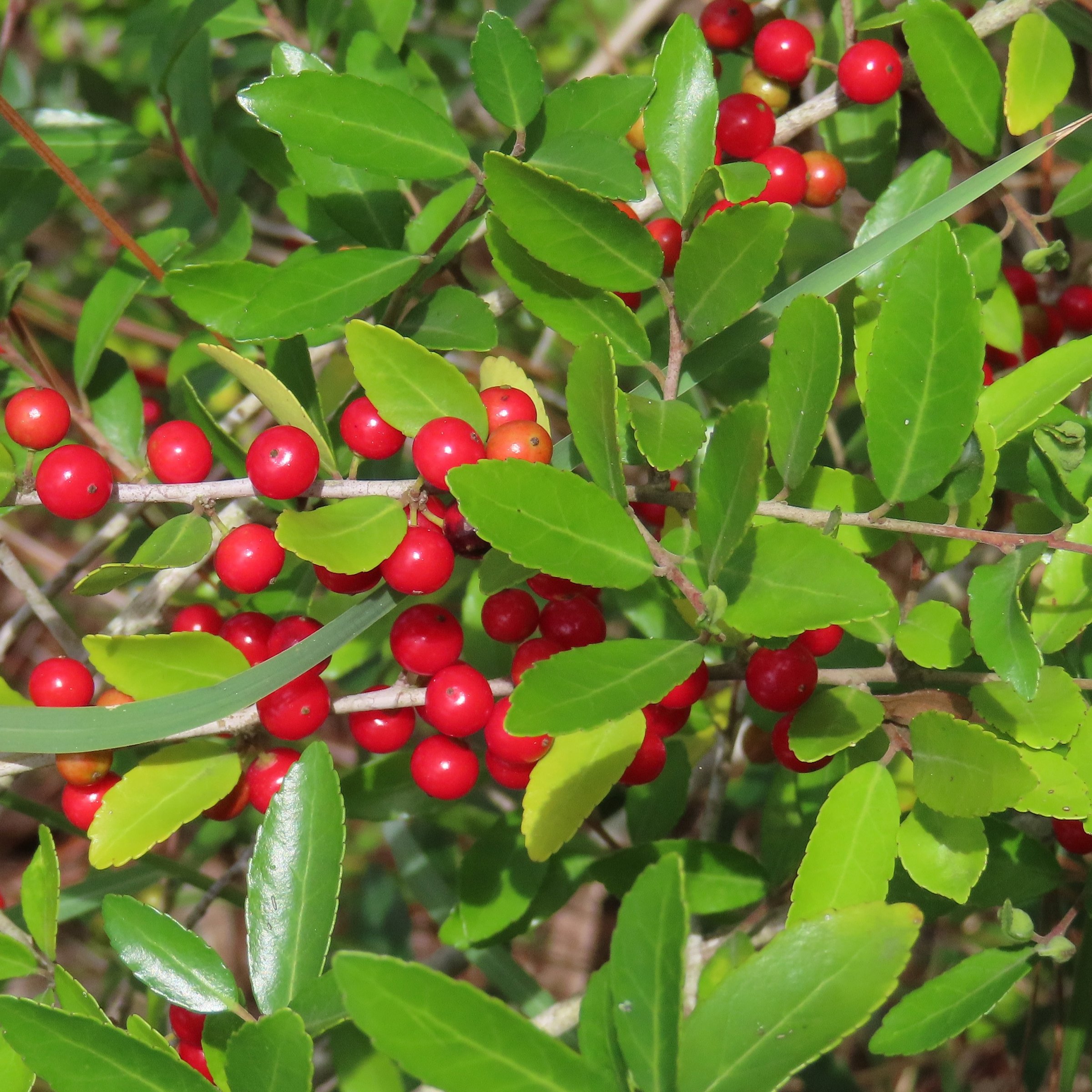 National Plant Network 3 gal. Ilex Taylor's Rudolph Dwarf Yaupon