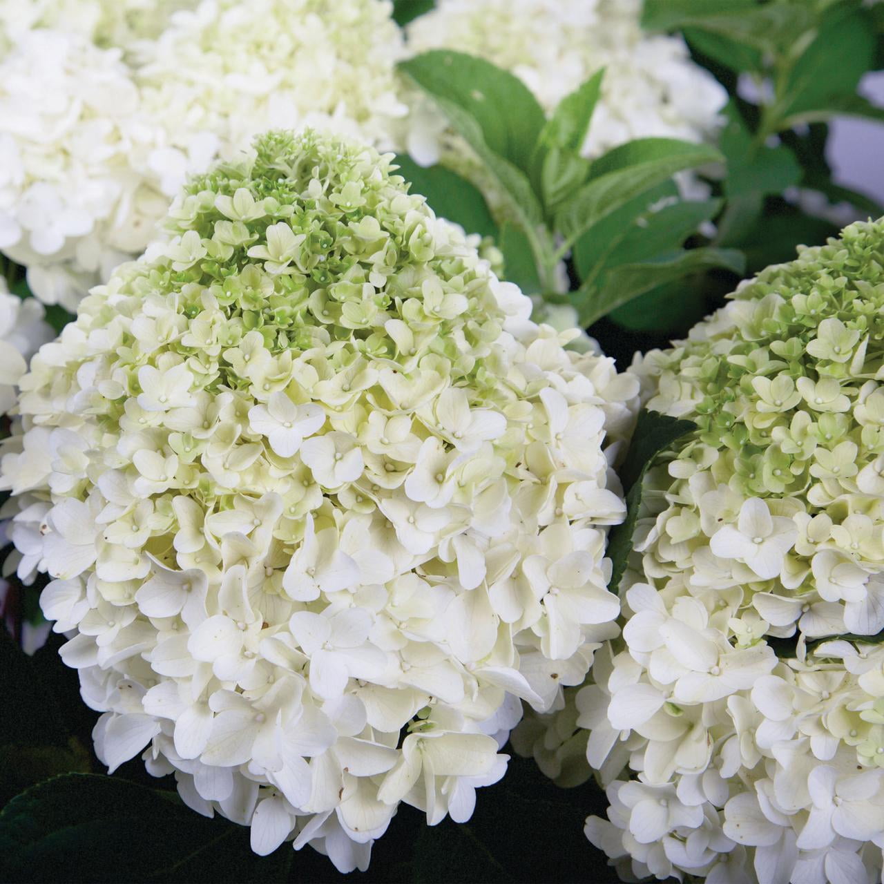Southern Living Hydrangea White Wedding Live Shrub in 2-Gallon Grower Pot