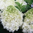 thumbnail image 3 of Southern Living Hydrangea White Wedding Live Shrub in 2-Gallon Grower Pot, 3 of 11