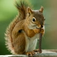 thumbnail image 7 of AURORA TRADE Natural Apple Sticks Pet Snacks Chew Toys for Guinea Pigs Chinchilla Squirrel Rabbits Hamster Guinea Pigs, 20/40/60PCS, 7 of 7