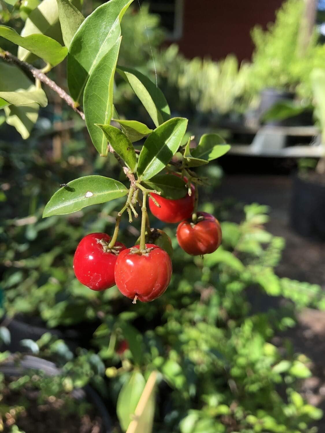 Barbados Cherry Tree - Live Plant in a 6 Inch Grower's Pot - Malpighia Emarginata - Edible Fruit Bearing Tree for The Patio and Garden