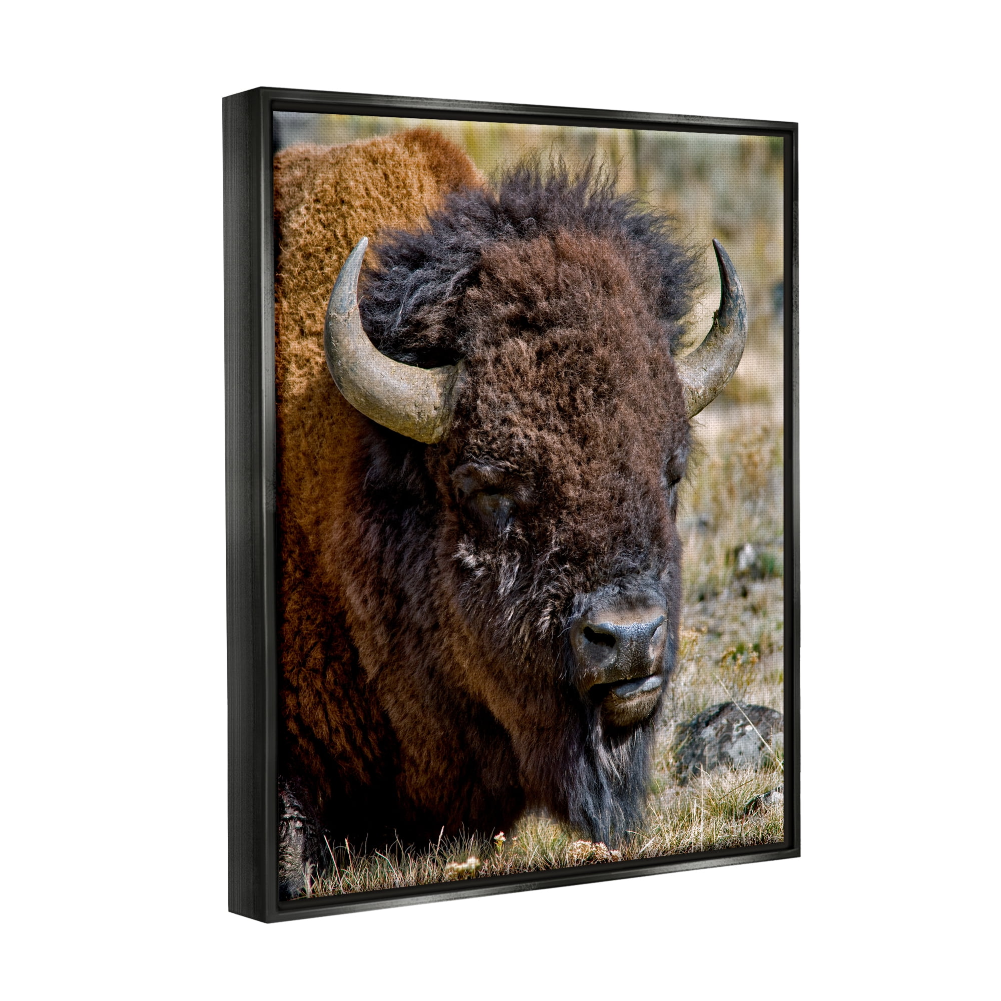 Stupell Industries Bison Resting Photography Animals & Insects Photography Black Floater Framed Art Print Wall Art, 17 x 21