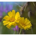 thumbnail image 3 of Fitzharris, Tim 22x20 Black Modern Framed Museum Art Print Titled - Desert Marigolds I, 3 of 5