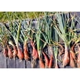 thumbnail image 2 of TomorrowSeeds - Zebrune Shallot Seeds - 600+ Count - For 2026 Planting Heirloom Gourmet French Pink, 2 of 9