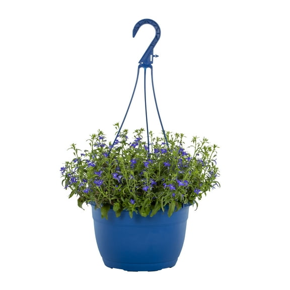 Expert Gardener 1.5gal Blue Lobelia Live Annual Plant Hanging Basket Sun