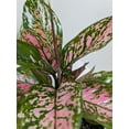 thumbnail image 5 of Chinese Evergreen 'Wishes', 4" Pot, Indoor Houseplant, Easy Care, Live Plant for Indoor & Outdoor, 5 of 6