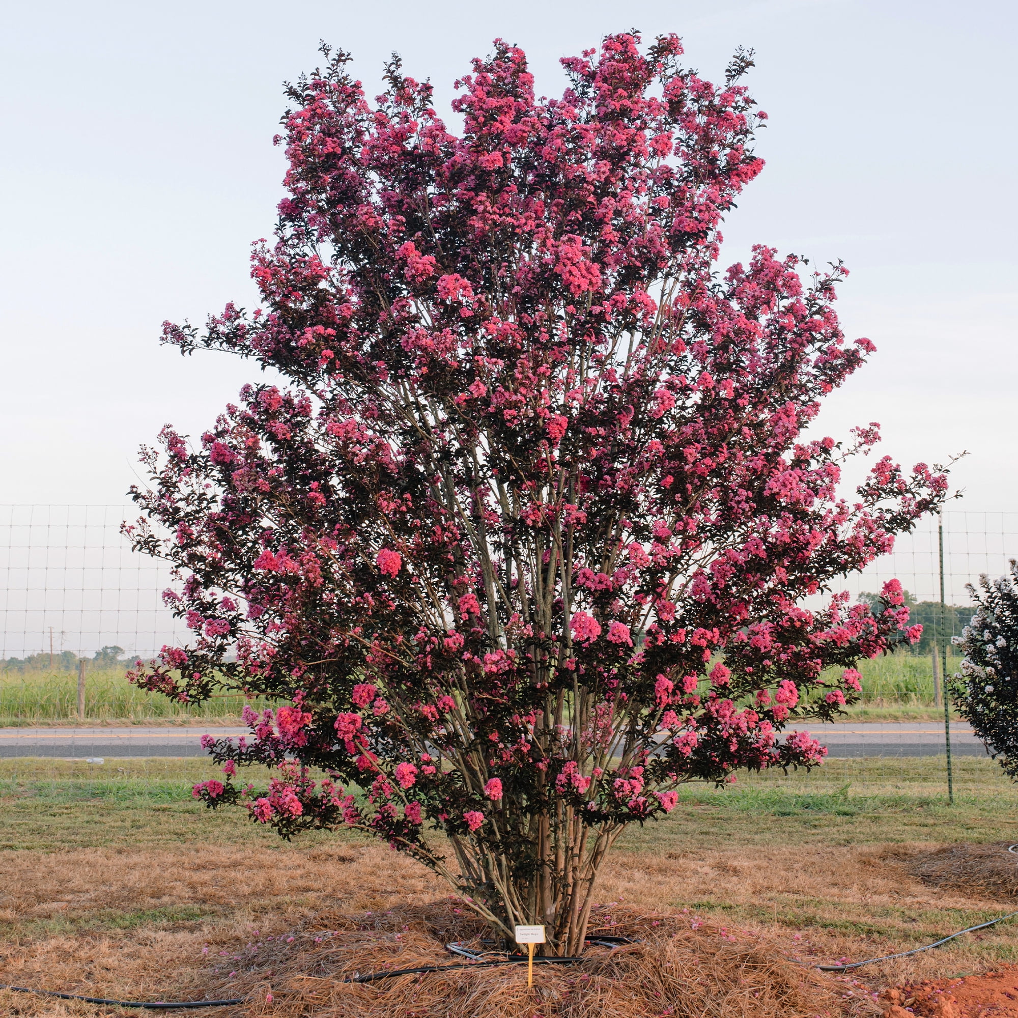 First Editions Crape Myrtle Twilight Magic Live Shrub in 5-Gallon Grower Pot