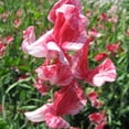 thumbnail image 2 of Old Spice Sweet Pea America Vining Flower Seeds - 200 Seeds, 2 of 2