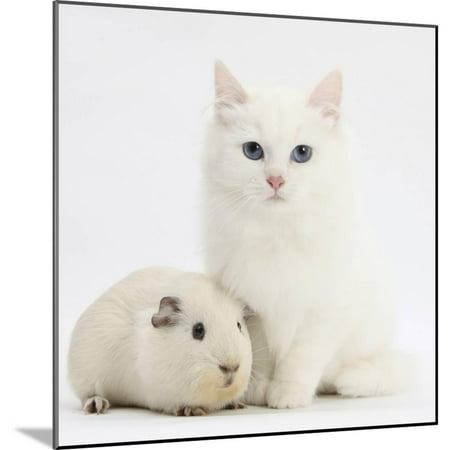 White Water Marks On Wood White Main Coon-Cross Kitten with White Guinea Pig Wood Mounted Print Wall Art By Mark Taylor ()