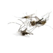 MGK OneGuard® Multi MoA Concentrate | Long-Lasting Insecticide | Professional Pest Control Product | Flea, Tick, Fly, Cockroach, Spider, Scorpion, Mosquito Concentrate | Gallon