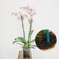 thumbnail image 4 of Palos de orquídeas Cateissary cantidad suficiente verde para Un crecimiento estable de plantas, 4 of 6