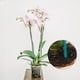 thumbnail image 5 of Advancent Clip de bambú para el cuidado de las plantas naturales, soporte esencial para orquídeas, palo de soporte para plantas de amplia Jardín y Patio, 5 of 6