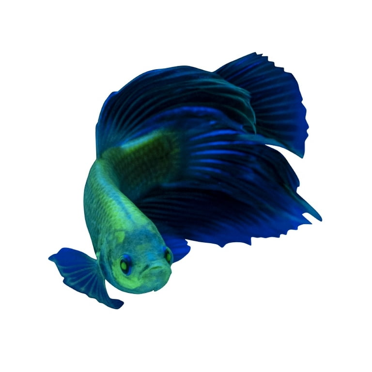 GloFish Betta Flakes Tropical Fish Food, 0.71 Ounces 