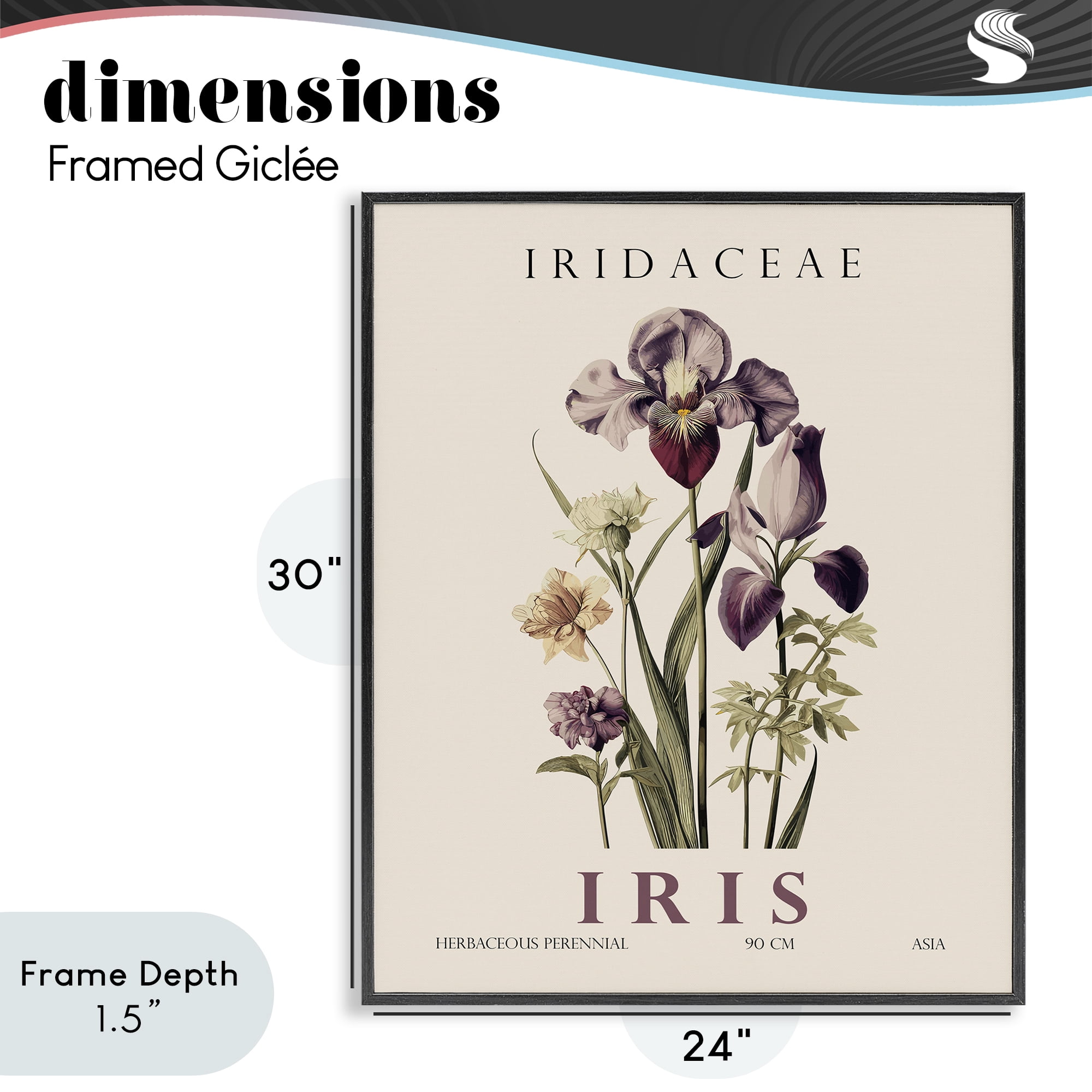Stupell Industries Natural Iris Bundle Black Framed Giclee Art, design by Christopher Giampietro