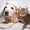 Cozy Dog And Cat, variant on Elephant Stock Cozy Dog And Cat Wall Art - Horizontal Canvas Wall Art - Living Room Wall Decor - Animal Canvas - Gray And Beige Decor - 12" x 8"