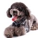 thumbnail image 4 of Correa para el pecho para mascotas, cuerda de tracción para mascotas, ropa para gatos, cuerda para gatos, chaleco con cadena para perros, correa para el pecho con lazo, 4 of 6